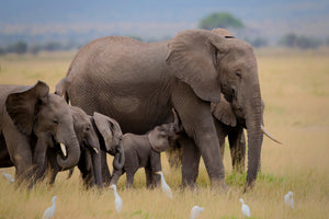 canvas-print-big-family-x