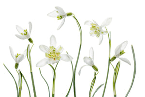 modern-3-piece-canvas-print-spring-snowdrops