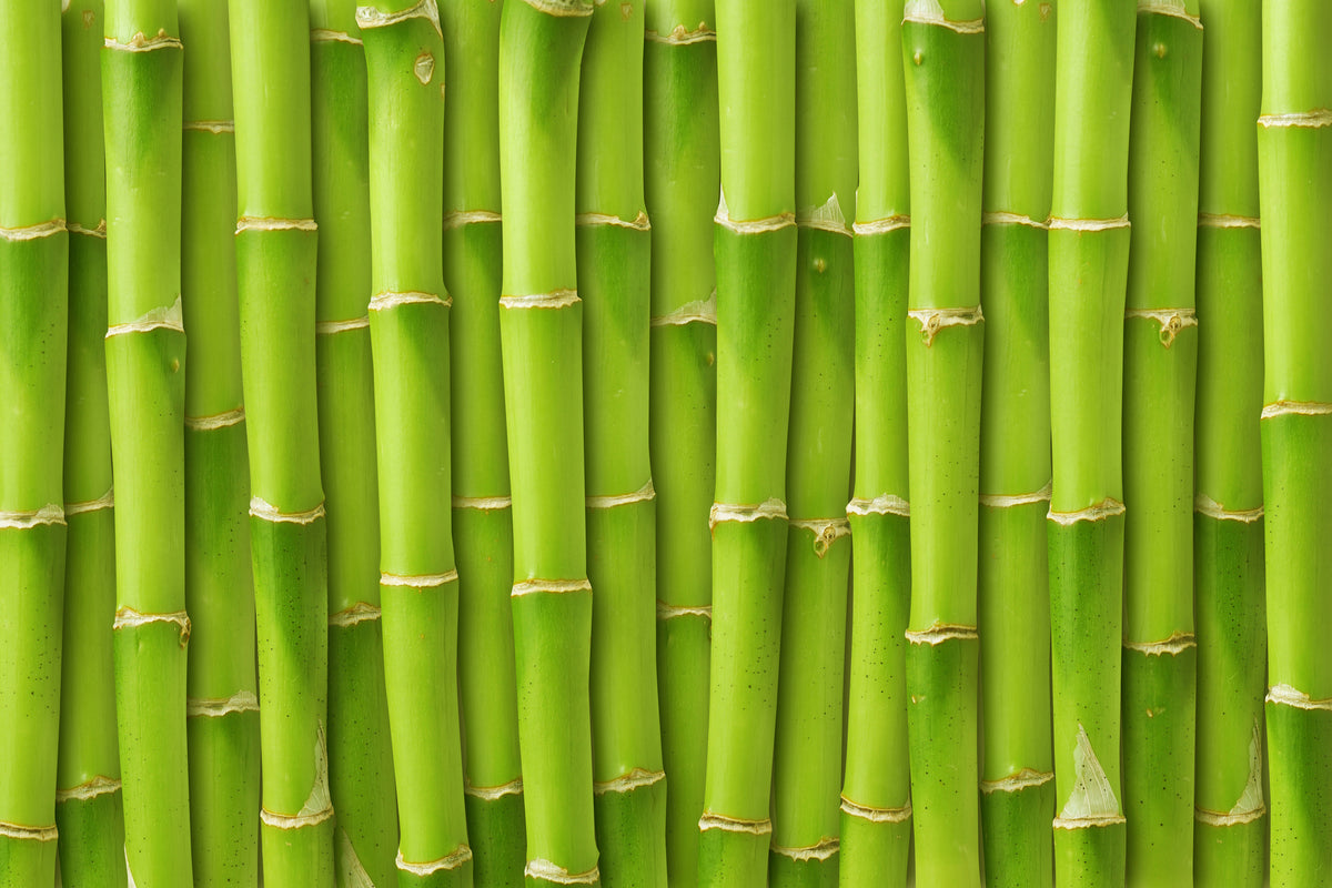 poster-print-bamboo-wall