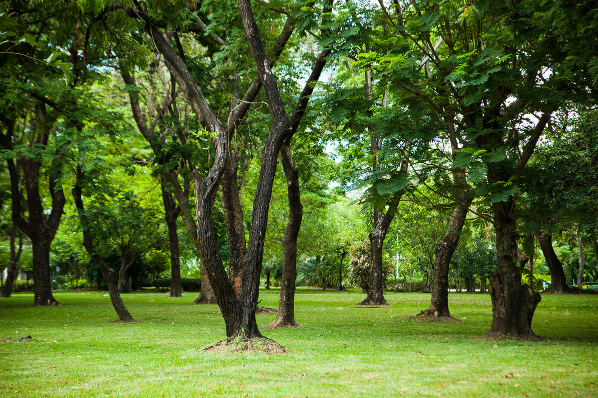 canvas-print-cherry-garden