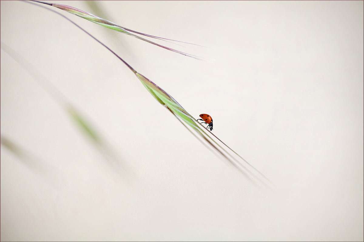 canvas-print-ladybug