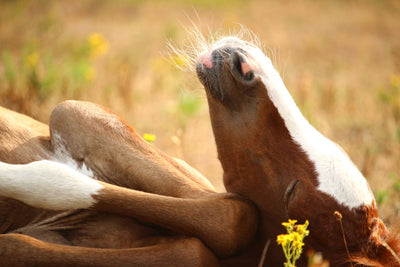 poster-print-the-sleeping-horse