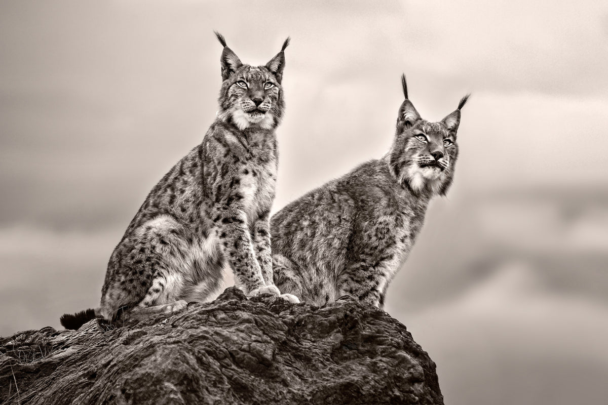 framedcanvas-print-two-lynx-on-rock