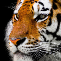 aluminium-print-close-up-tiger-head