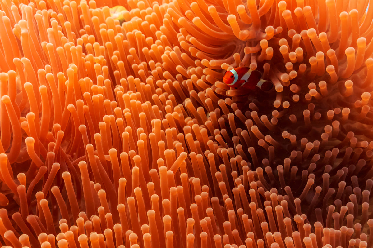 framedcanvas-print-hide-and-seek-x