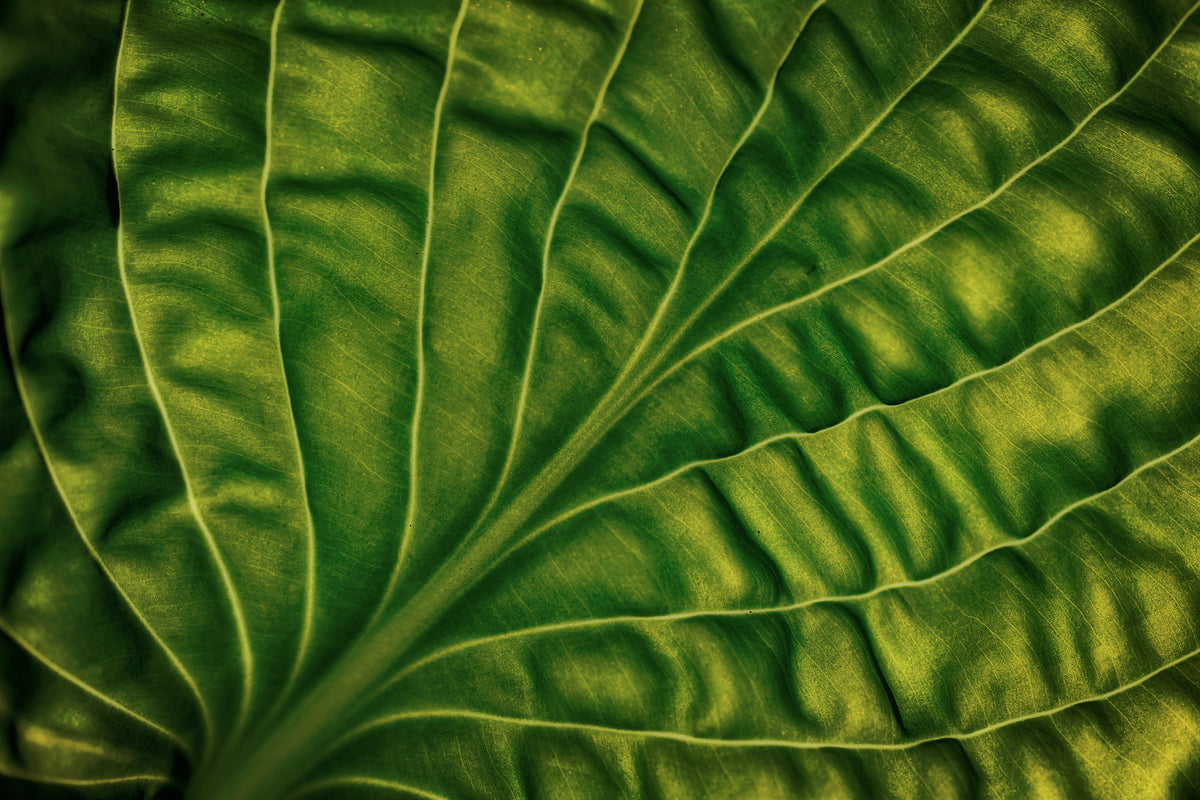 3-piece-acrylic-print-leaf-of-a-hosta