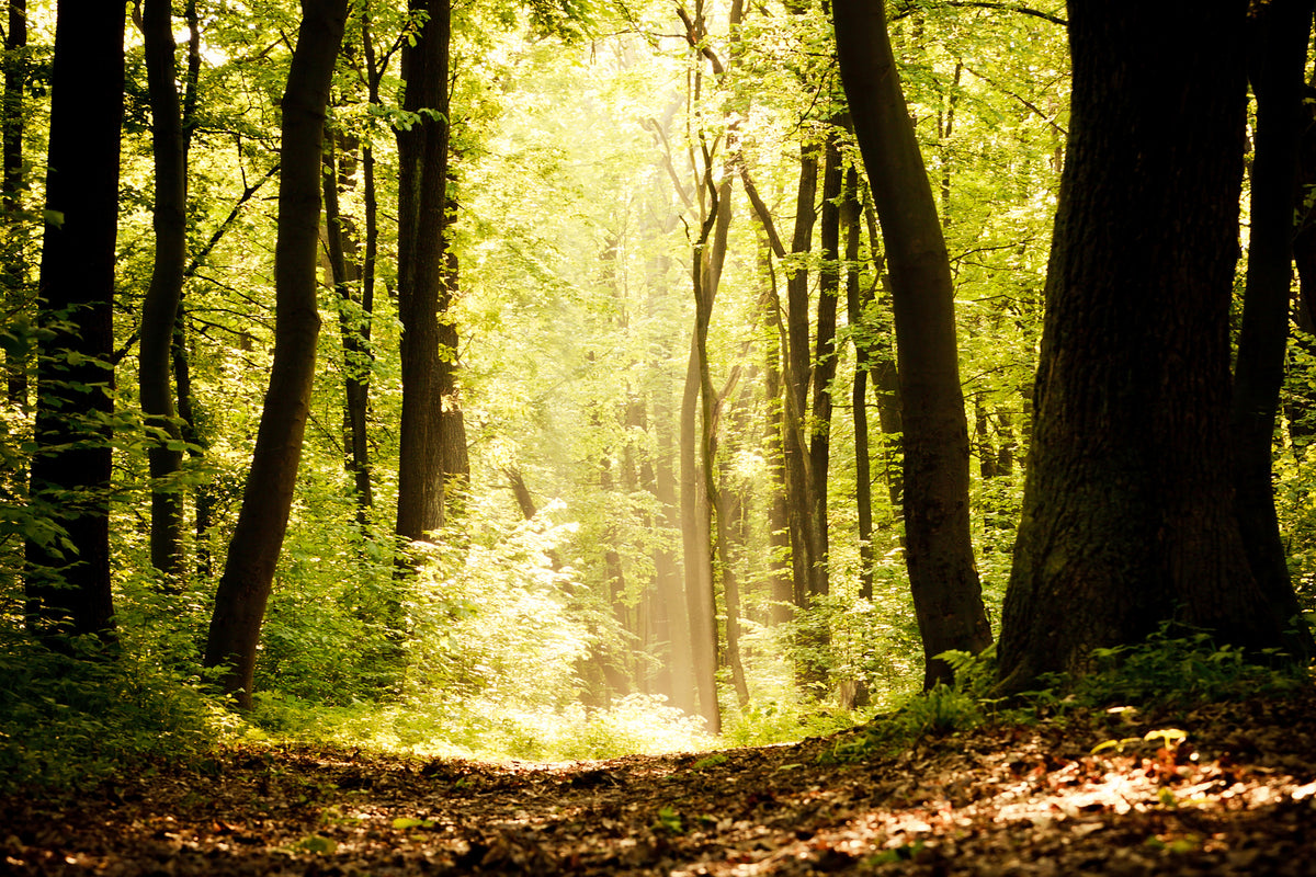 3-piece-canvas-print-sunrise-in-the-forest