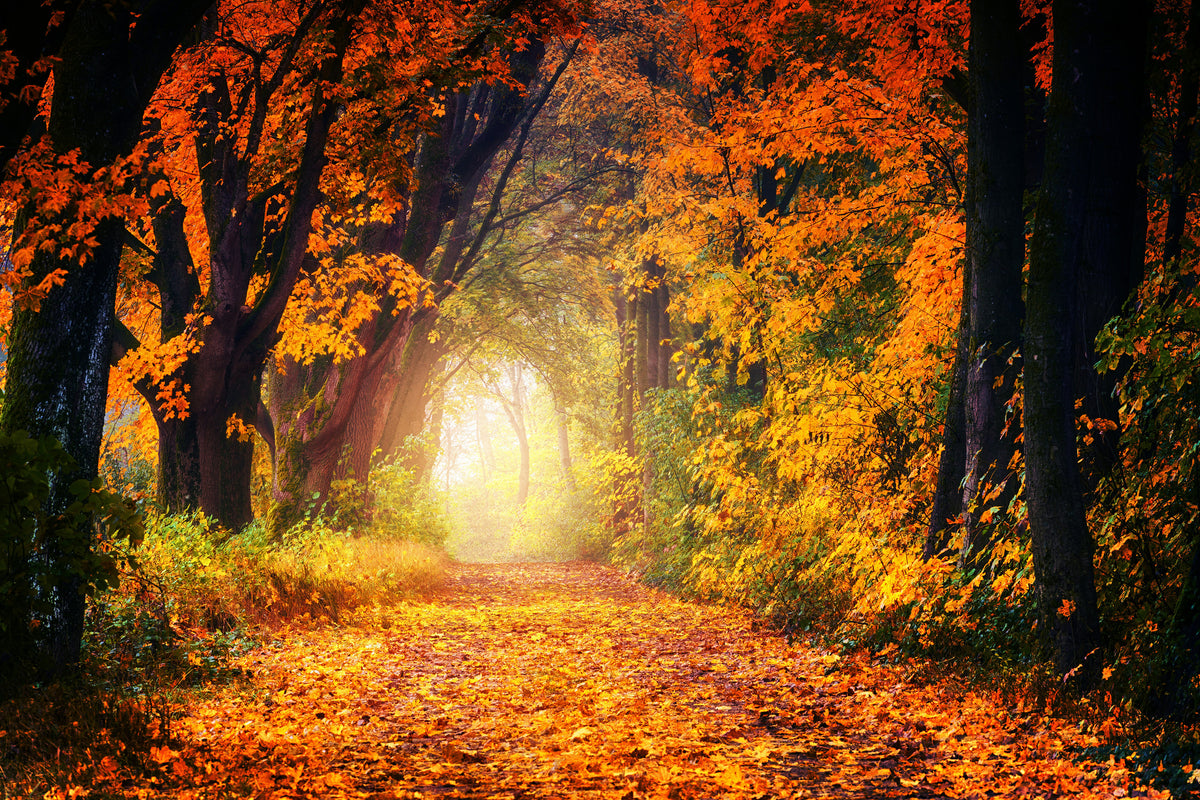 aluminium-print-forest-walk