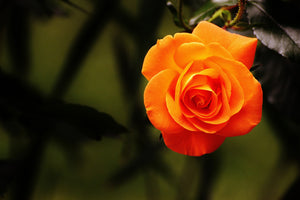 acrylic-print-the-blossom-of-the-rose