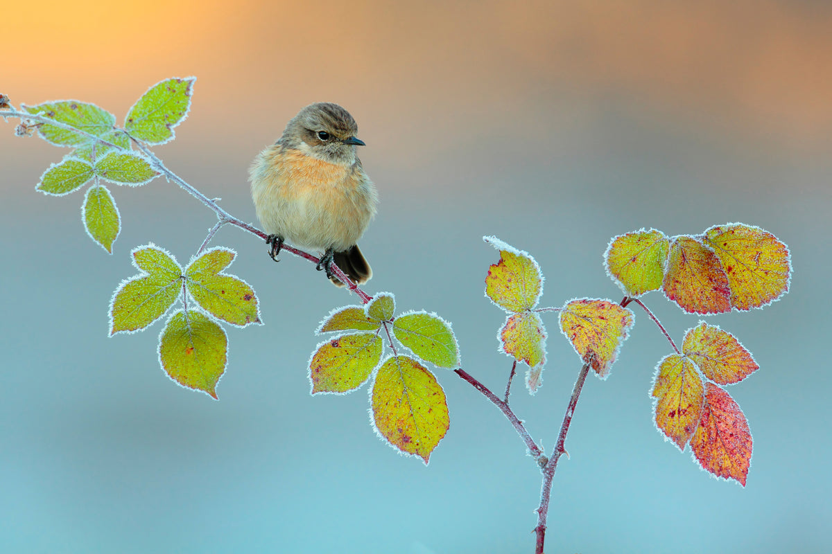 canvas-print-winter-colors