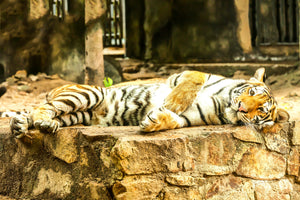 poster-print-the-siberian-tiger