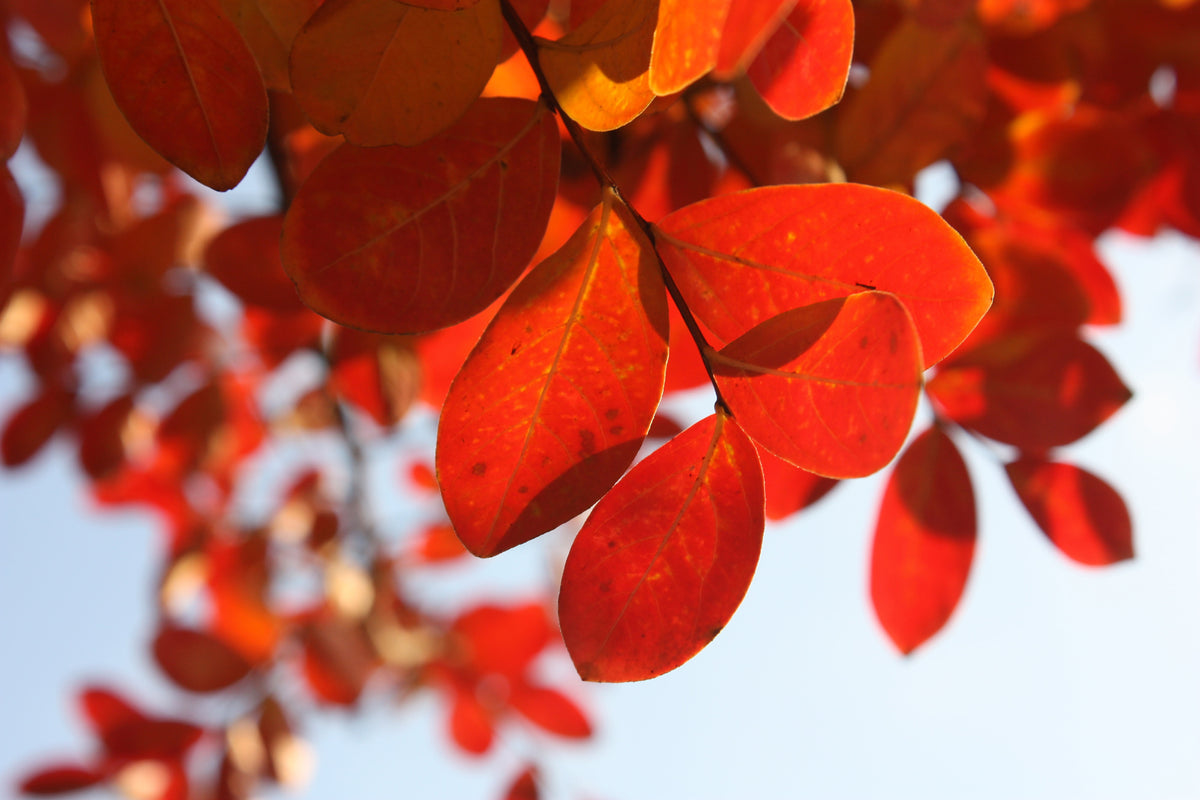 poster-print-red-leaves-xl