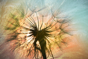 modern-3-piece-acrylic-print-xxl-dandelion
