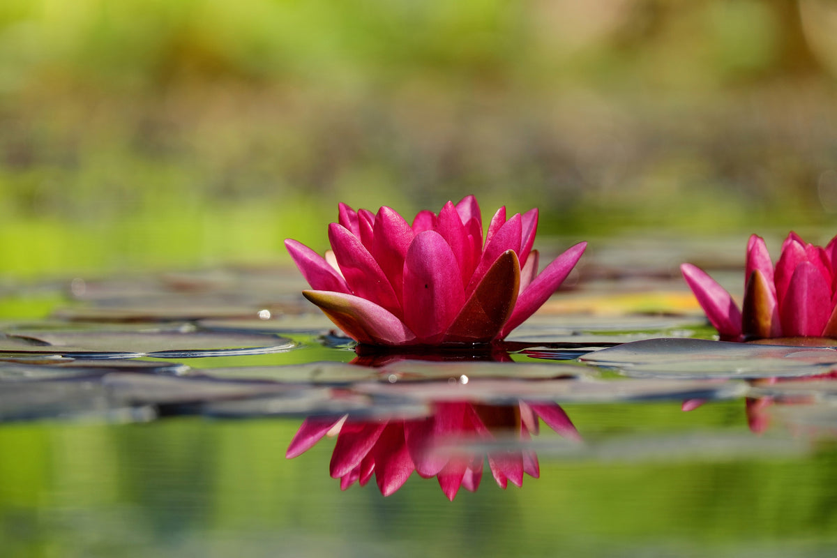 framedcanvas-print-red-water-lily-duo