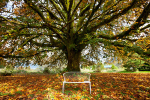 3-piece-canvas-print-my-favorite-tree
