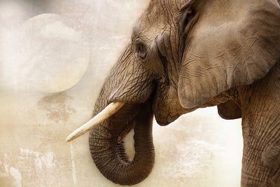 poster-print-portrait-of-an-elephant