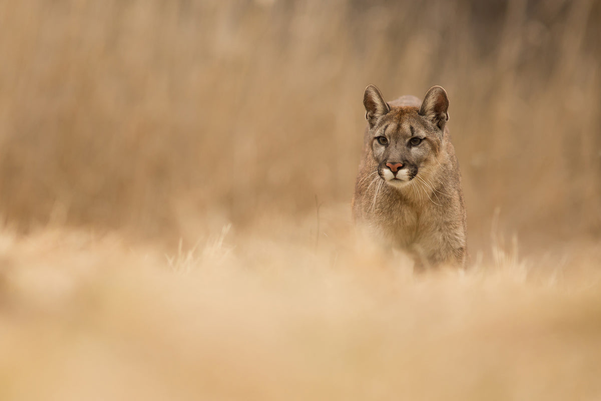 framedcanvas-print-cougar-x