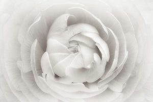 modern-3-piece-aluminium-print-ranunculus