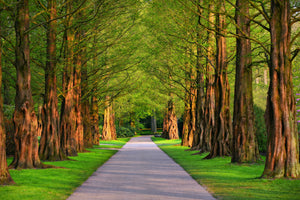 3-piece-acrylic-print-beautiful-avenue-in-nature