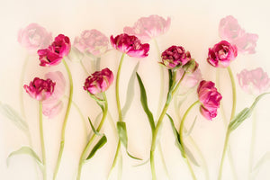 aluminium-print-tulips-xgj