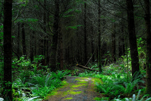 3-piece-canvas-print-wild-forest