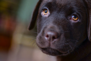 acrylic-print-cute-labrador-puppy
