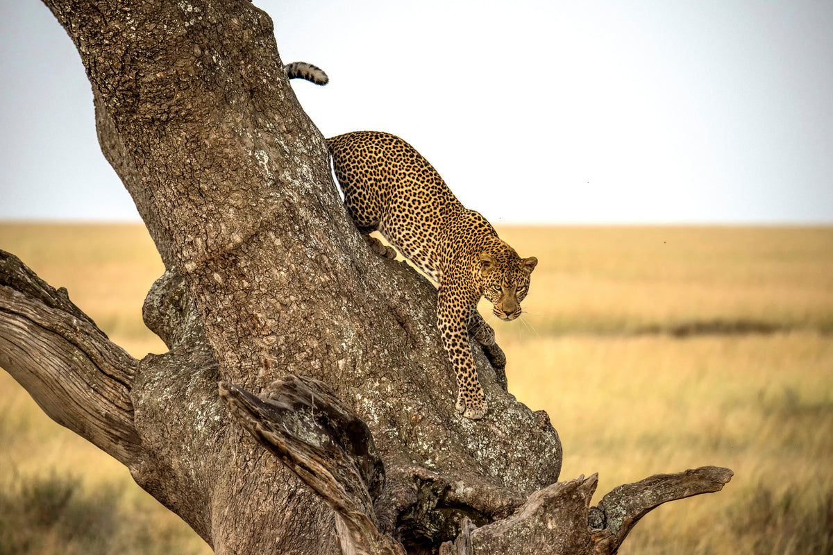 canvas-print-leopard-serengheti-tanzania
