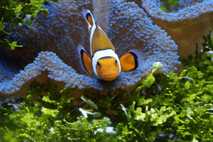 canvas-print-cute-clownfish