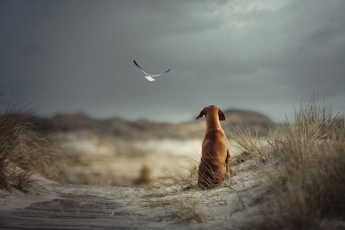 acrylic-print-freedom-ii-x
