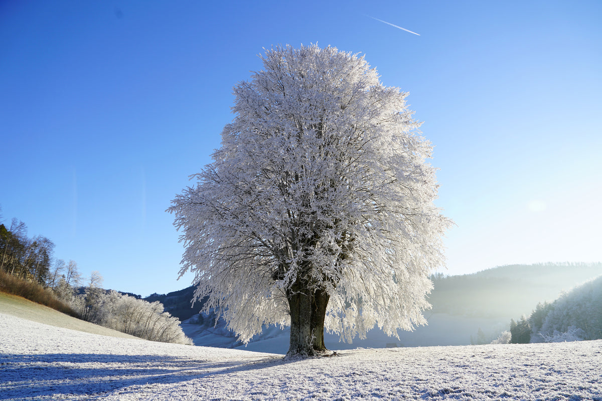 aluminium-print-winter-fairy-tale