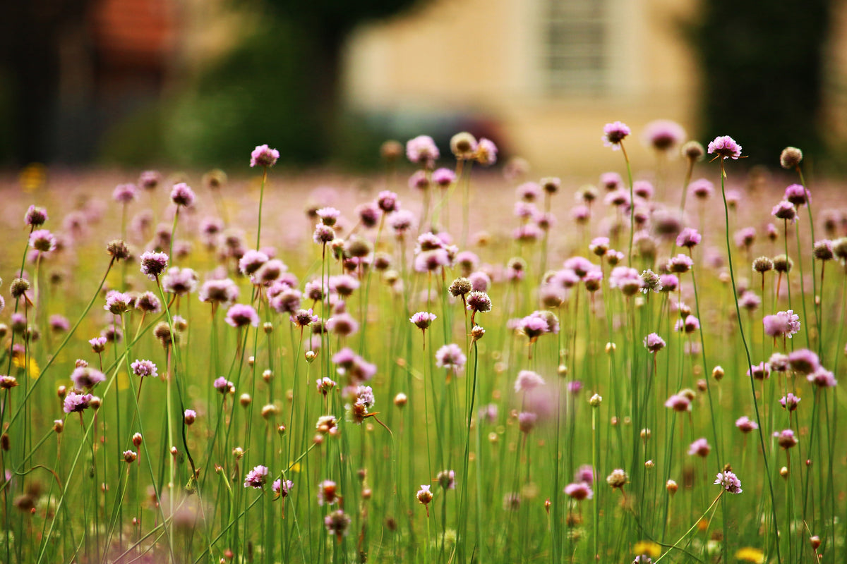 acrylic-print-a-meadow-full-of-flowers