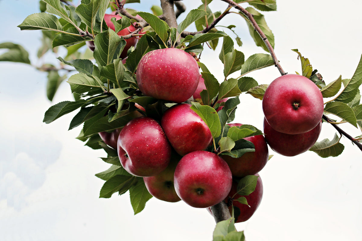 acrylic-print-close-up-apple-tree
