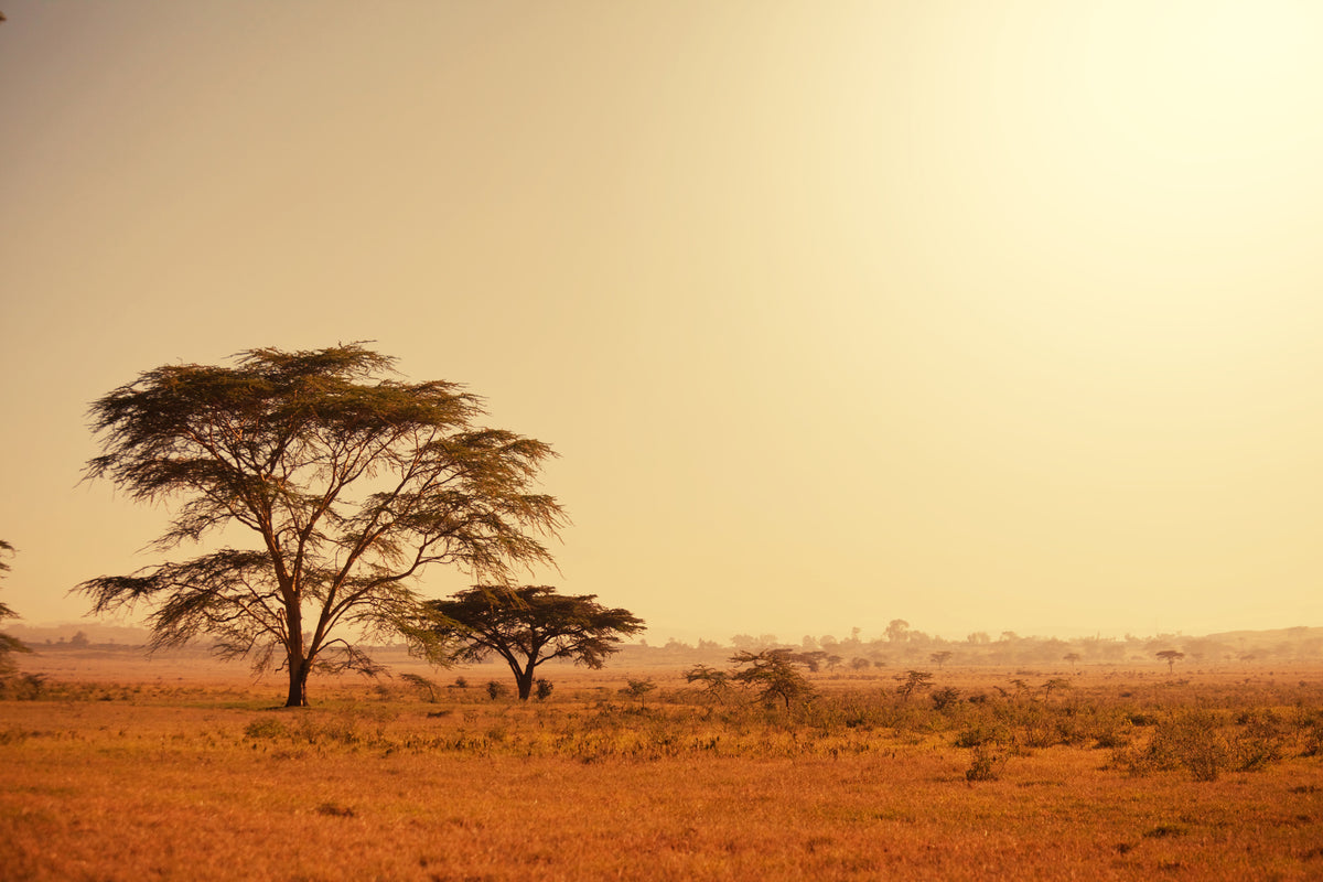 3-piece-aluminium-print-pastures-in-kenya