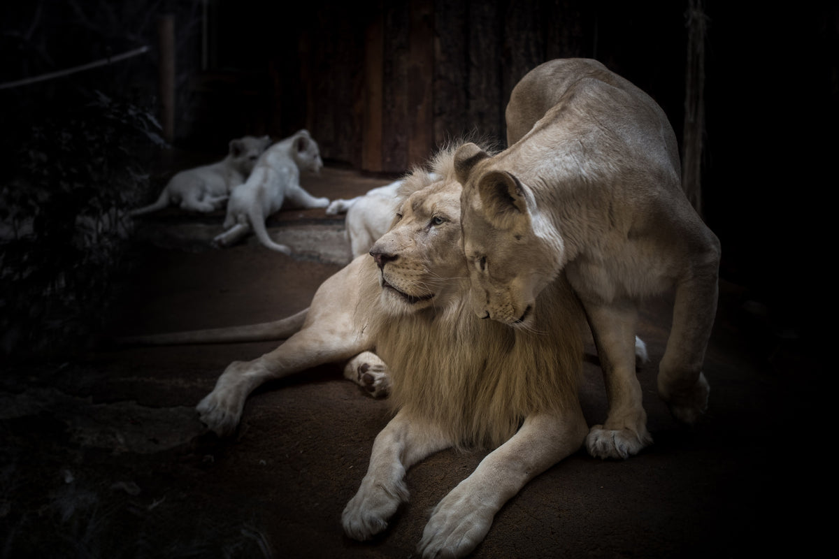 poster-print-the-lion-couple