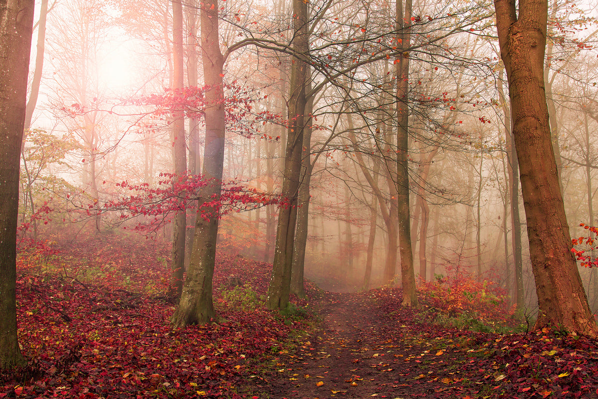 framedcanvas-print-forest-scene-x