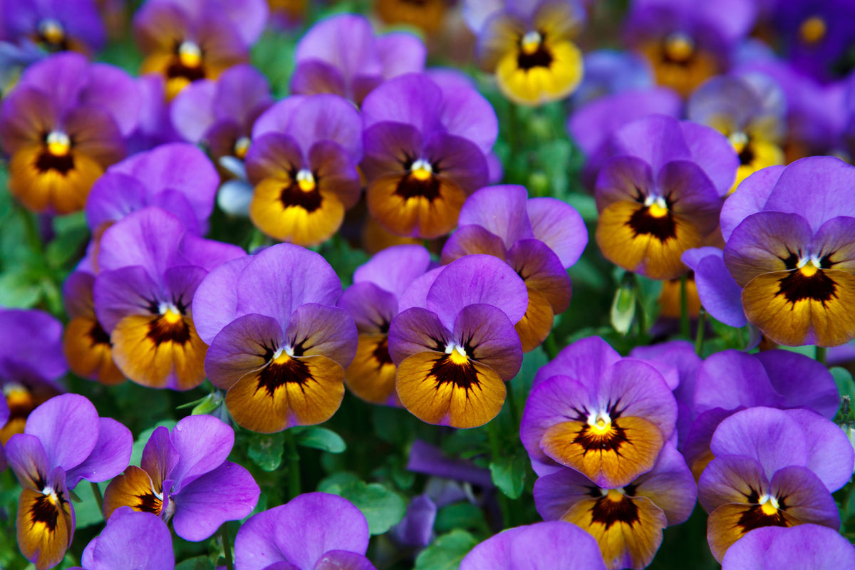 framedposter-print-the-pansies