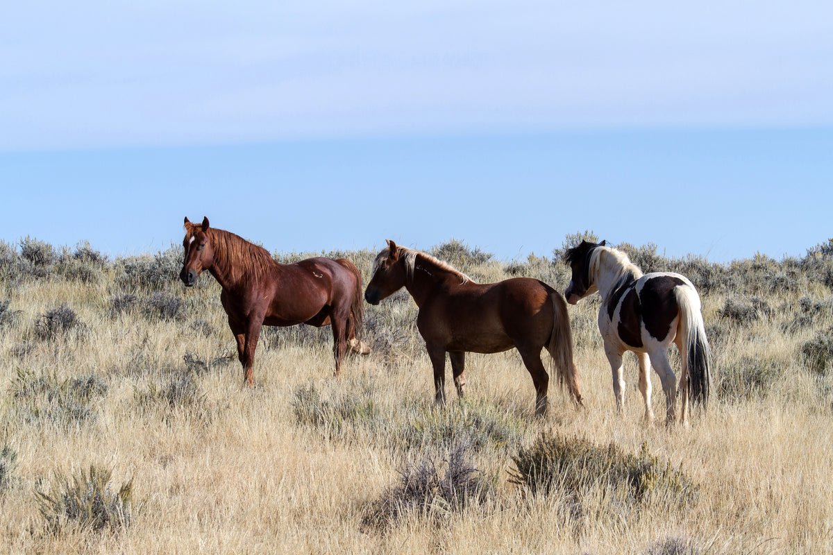 framedcanvas-print-3-horses-in-nature