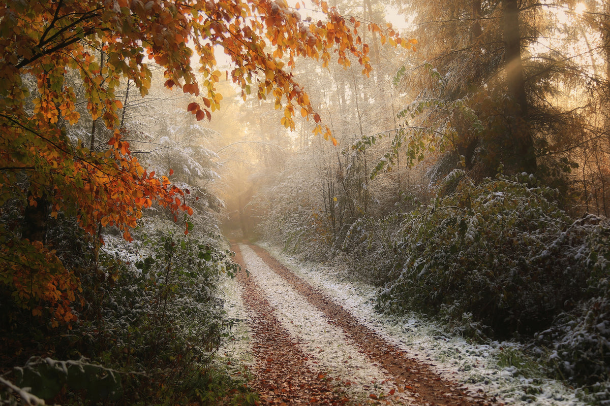aluminium-print-frosty-fall-x