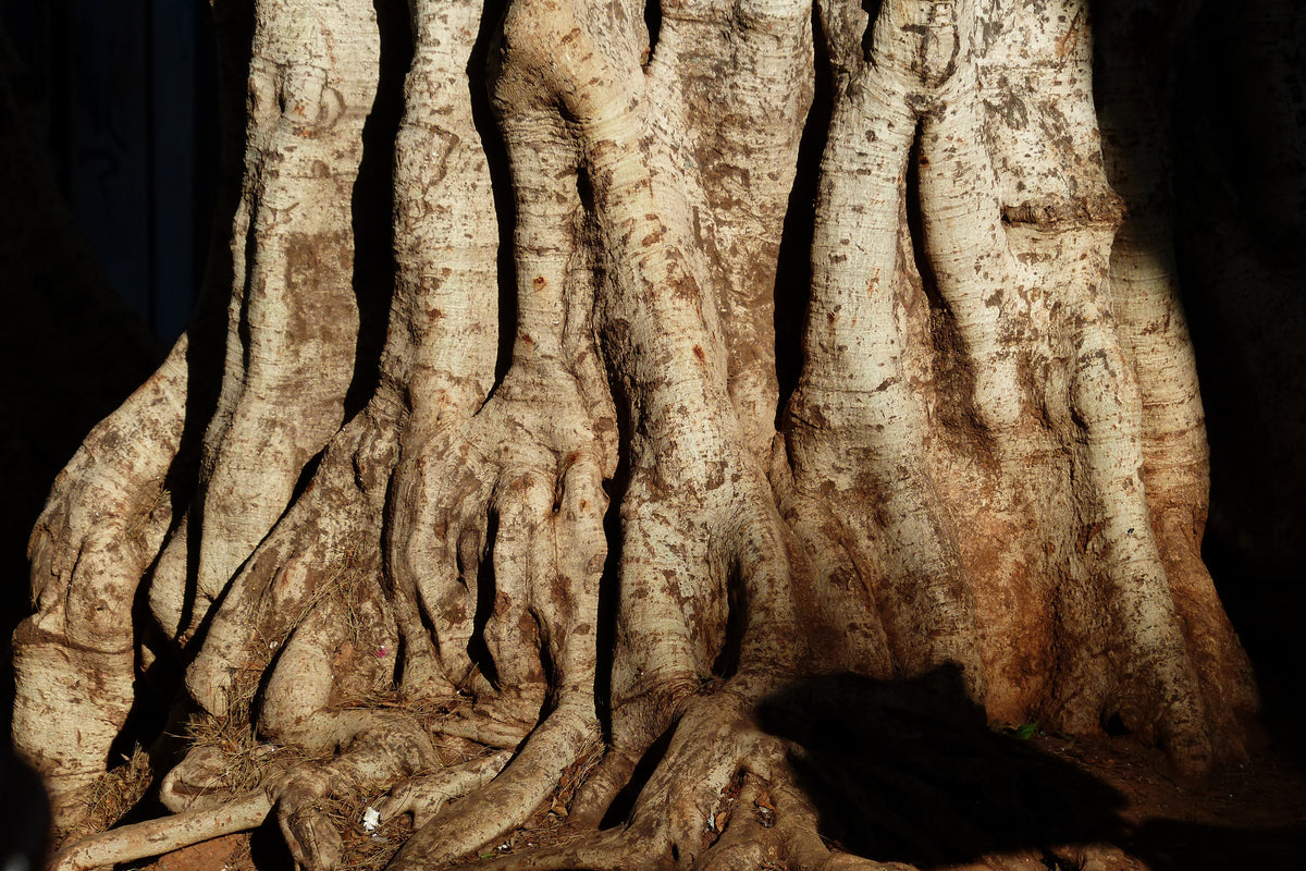 canvas-print-tree-close-up
