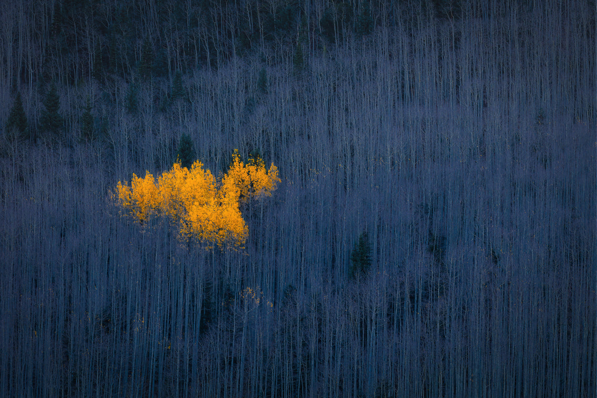 acrylic-print-heart-of-aspens