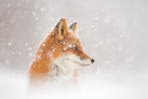 aluminium-print-snow-is-fallingab-x