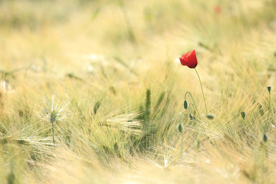 poster-print-a-poppy