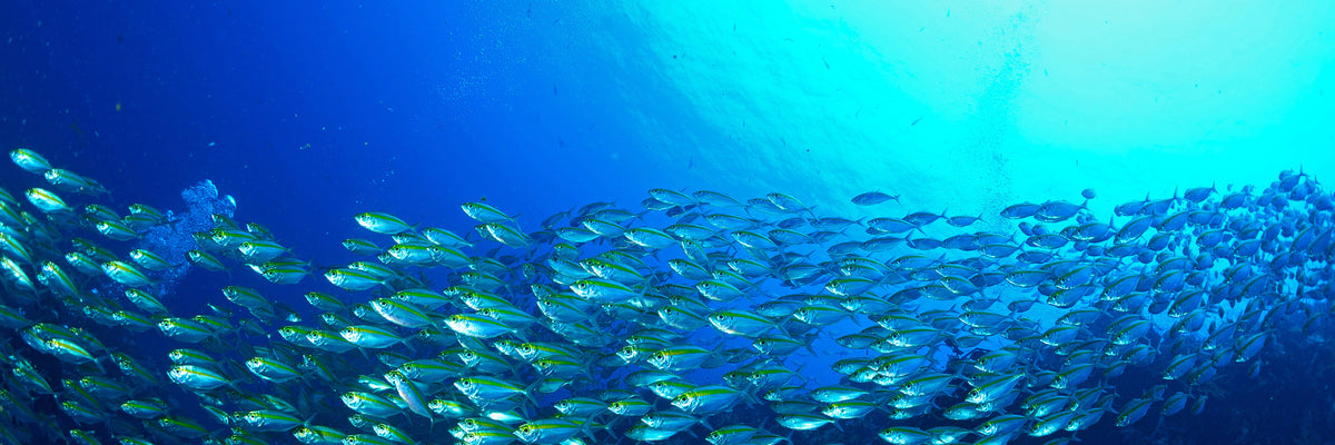 panoramic-3-piece-acrylic-print-shoal-of-fish-panorama
