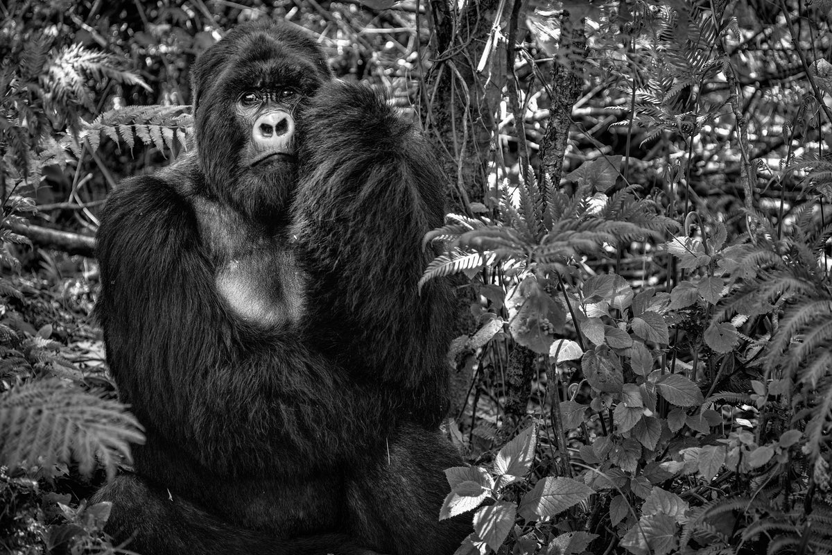 canvas-print-kwitonda-silverback