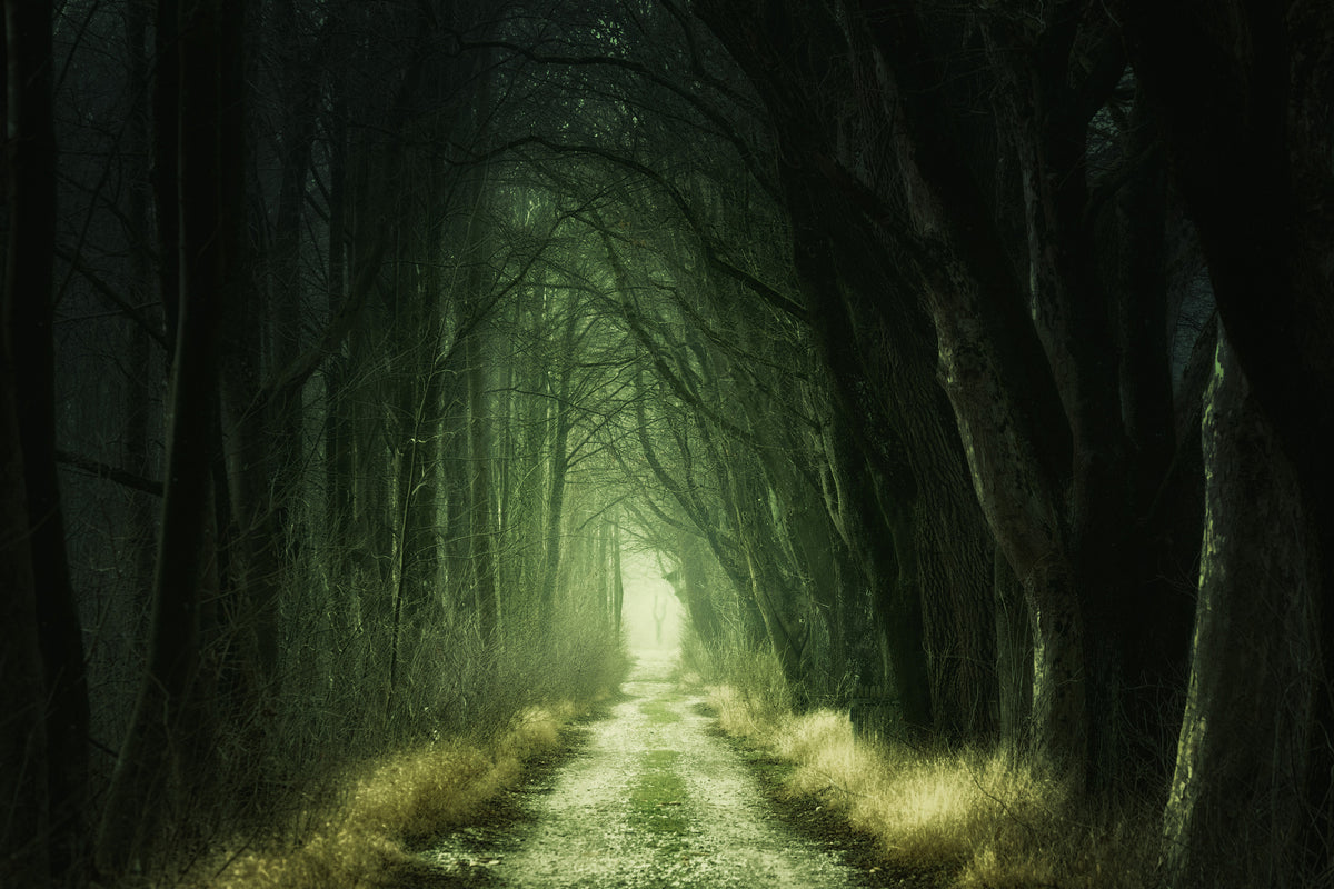 3-piece-canvas-print-mysterious-forest-iii