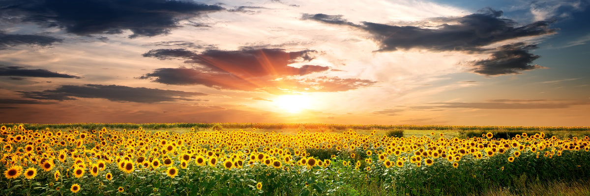 panoramic-aluminium-print-a-field-of-sunflowers-panorama