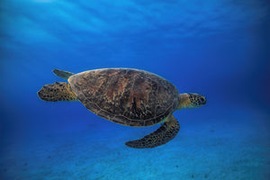 modern-3-piece-canvas-print-green-turtle-in-the-blue