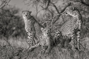 acrylic-print-three-cats