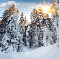 acrylic-print-fir-in-snow