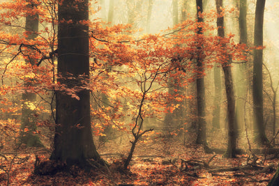 poster-print-soft-fall-x